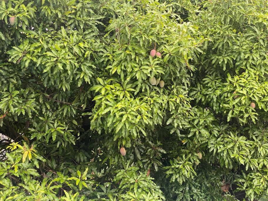 Апартаменты Cocon Tropical Вьё-Абитан Экстерьер фото