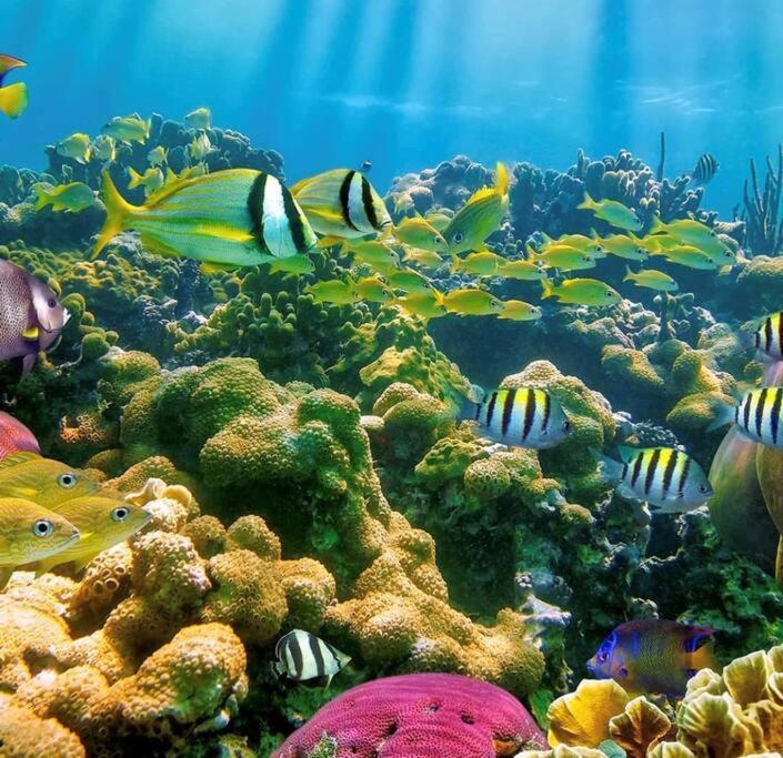 Апартаменты Cocon Tropical Вьё-Абитан Экстерьер фото